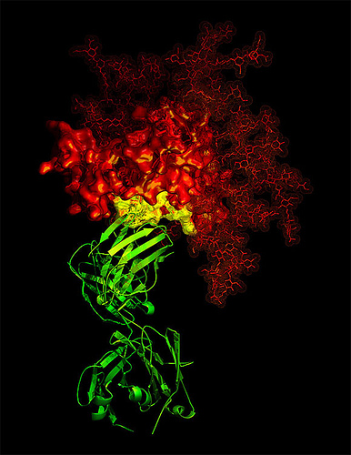 B12 antibody by NIAID, on Flickr